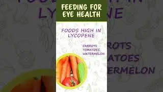 Feeding Dogs for Eye Health