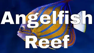Angelfish Reef Introduction | Waterbox Aquariums Reef LX 270.6 - Part 1