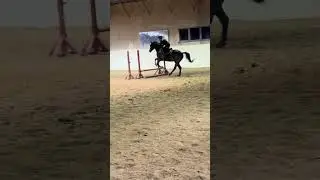 Mini practice show during today&rsquo;s lesson and got 1st! #equestrian #horserider #horseshow #showjumper