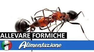 Alimentazione delle formiche - Tutorial | Ants Italia (AI)