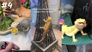 Bearded Dragon / TikTok & İnstagram Compilation    2023 4K    PART 4
