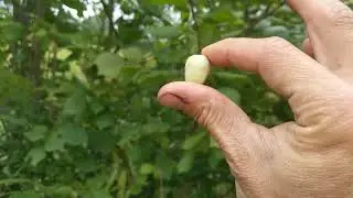 How to tell when Hazelnuts are Ripe