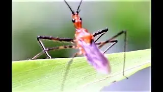 Assassin Bug - Macracanthopsis nodipes Reuter, 1881 #assassinbug