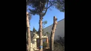 Tala de pino en Zaragoza. Soler y Romero Jardineria. Oscar Romero
