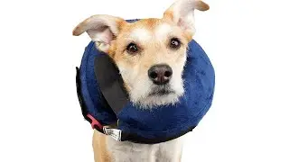 6 Quick & Easy Steps To Fit Your Pet In The CALMING Inflatable Collar [Calm Paws Products]