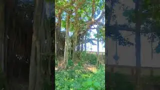 100 years old tree.🌳 |Oldest tree| #tree #shorts #littleworld #shortvideo