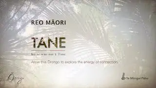 TĀNE - Reo Māori