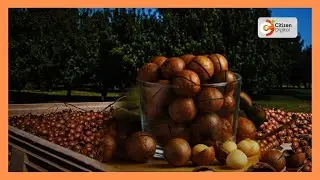 Farmers staring at losses following macadamia ban
