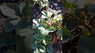 #матушказемля #Белгород #огород #