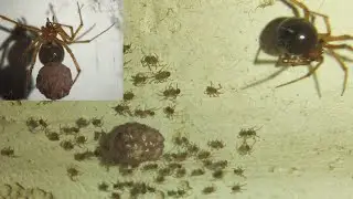Spider Egg sac hatched - Red house spider / Nesticodes rufipes