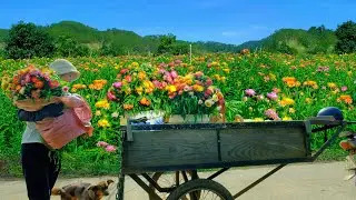 Harvest A Three-Wheeled Cart Of Everlasting Flowers To Bring To The Market For Sale, Gardening, Cook
