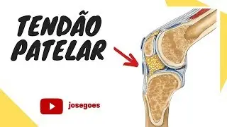 Tendão patelar: você conhece?