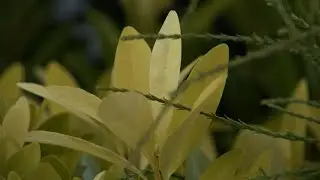 Freezing overnight temperatures pose threat to outdoor plants