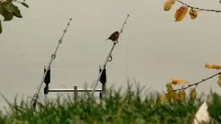 KARPERVISSEN in de HERFST #116