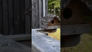 Pohorje, pot med krosnjami
