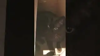 Cat hiding in box #catlover