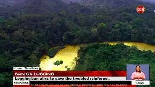 DRC prohibits timber exports, aims to save rainforest