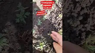 #томаты в парнике подмерзли , надеюсь отойдут #огород #дача #дачабезпроблем #томаты #рассада