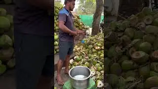 Освежающий кокосовый 🌴 сок 😋❤️ в Раджамандри 😍 #шорты #youtubeshorts