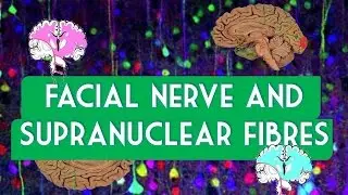 Facial nerve and supranuclear fibres