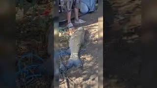 Река Или #амур #сазан #рыбалка