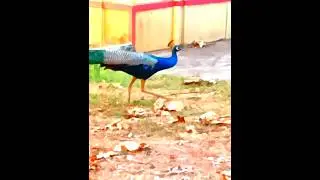 peacock #evening walk  #peacock family,😍