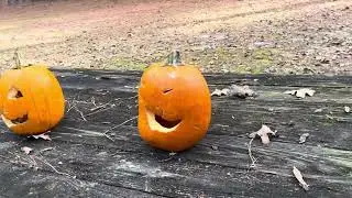 Our 2025 Jack O Lanterns