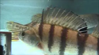 Fischkasten GoPro