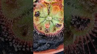 Sundew eating a fly and mosquitos. (D. sessilifolia timelapse)