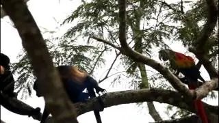 Birds vs. Monkeys