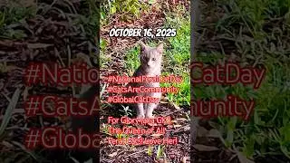 Feral Cat Day Awareness!
