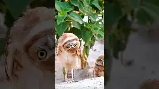 5 Owl Facts You Probably Didn&rsquo;t Know 🦉😱 #facts #animalfacts #wildlife
