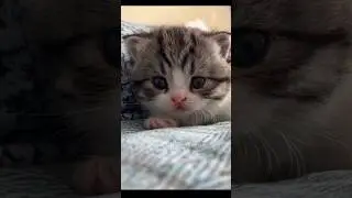 Extreme cuteness ahead! 😻 #AdorableCat #CuteKitten #FluffyLove #CatHeaven #MeowLife