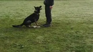 STAFFORD SHIRE BULL TERRIER VS GERMAN SHEPHERD DOG VS BELGIAN MALINOIS Obedience & Training