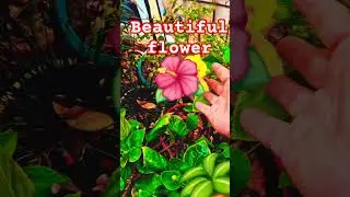 🌺 jise jhune se #flowers #nature #garden #ytshorts #gardening #terracegardenindia #love
