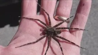 Fishing spiders taking Wisconsin lakes, social media by storm
