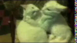 Video036