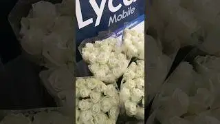 Rose italia #viralvideo #flower #italyvisa #europeantravel #italy #plant