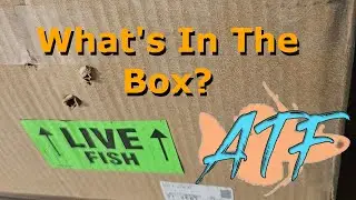 You've Got Mail!  New Fish Unboxing!