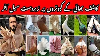 Kashif Bhai Fancy Pigeons | Setup Update | Low Price