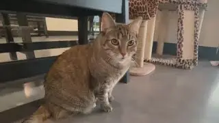Protecting pets in cold weather