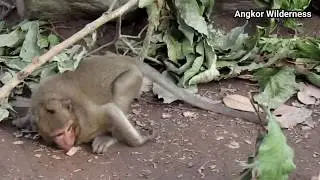 Sweetpea Becomes King Fighter As Achep Monkey