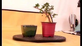 Lilliput Jade Bonsai