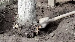 Protect Your Trees: The Dangers of Cutting Tree Roots