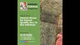 Peanut Straw for Export Quality No.1 in the Pakistan | Animal Feed & Fodder | Sheep & Goat Feed