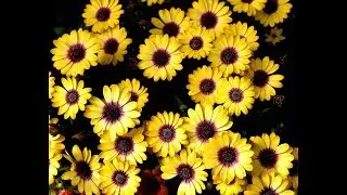 210 ONLINE MUSIC // BEST MUSIC MIX // NEW AGE MUSIC // FREE MUSIC
