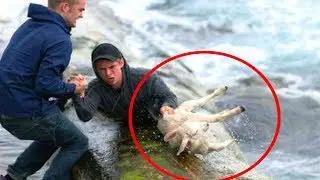 10 HEROIC Pets That SAVED Their Owner's Lives
