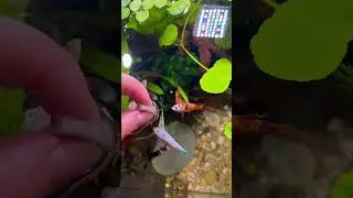 Mysis shrimp! #fish #fishtank #shorts #aquarium #bettafish #aquascape #plantedtank #pets #bettatank