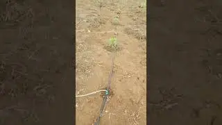 irrigation des plants de papaye solo