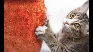 Anti cat scratch furniture protection，QIGFRUD,cat scratch furniture protector，cat scratcher couch